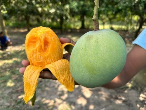 20 KG গোবিন্দভোগ আম ফর্মালিন মুক্ত (সরাসরী সাতক্ষীরার বাগান থেকে)